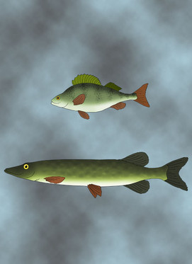 Silityskuva, erilaisia