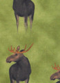 Miesten bokserit, Herra Hirvi
