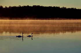 Postikortti, Joutsenet