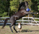 Jolly Ball 20 cm horse and dog leikkipallo 