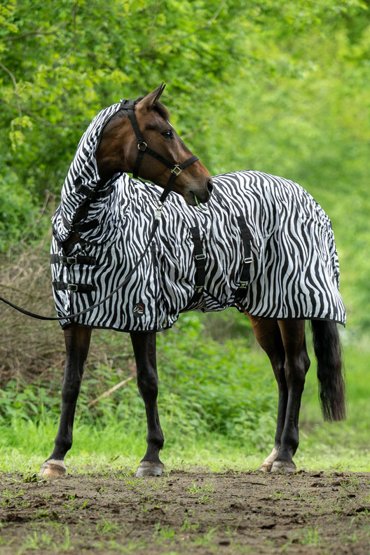 Hyönteisloimi Zebra