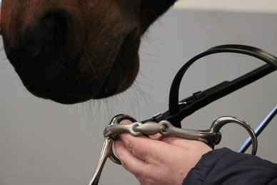 Trotting Satinox kolmipalakuolain 