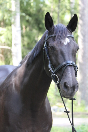 Wahlsten Premium Classic suitset 