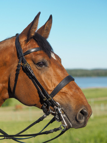 Wahlsten Premium Royal kankisuitset, musta messinki soljin