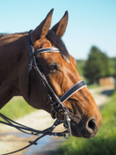 Wahlsten Premium Royal kankisuitset, musta-valkoinen