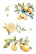 Siirtokuva 30x60 cm - Papers For You Decor Transfers Lemon 3 pcs