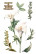 Siirtokuva 30x60 cm - Papers For You Decor Transfers Calla Lily 3 pcs