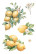 Siirtokuva 30x60 cm - Papers For You Decor Transfers Lemon 3 pcs