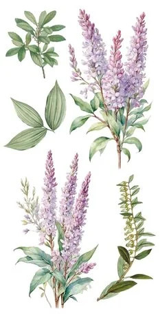 Siirtokuva 30x60 cm - Papers For You Decor Transfers Lilacs 4 pcs