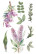 Siirtokuva 30x60 cm - Papers For You Decor Transfers Lilacs 3 pcs