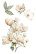 Siirtokuva 30x60 cm - Papers For You Decor Transfers Magnolias 3 pcs