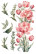 Siirtokuva 30x60 cm - Papers For You Decor Transfers Tulips 3 pcs