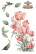 Siirtokuva 30x60 cm - Papers For You Decor Transfers Tulips 3 pcs