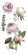 Siirtokuva 30x60 cm - Papers For You Decor Transfers Peonies 4 pcs