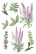 Siirtokuva 30x60 cm - Papers For You Decor Transfers Lilacs 3 pcs