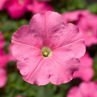 Petunia 