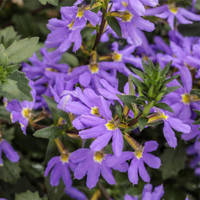 Siniviuhka
