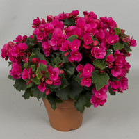 Begonia Betulia 