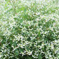Harsotyräkki (Poutapilvi)