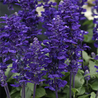Härmesalvia