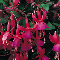 Verenpisara