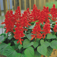 Tulisalvia