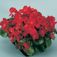Kesäbegonia