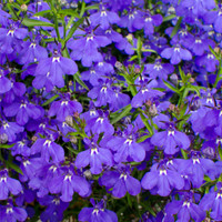 Lobelia 
