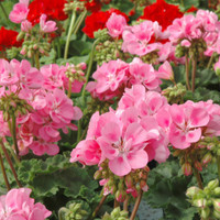 Pelargonit