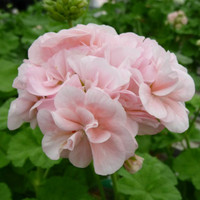 Vanhanajan pelargonit