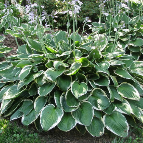 Komeakuunlilja