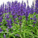 Loistosalvia