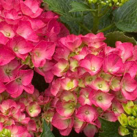 Hortensia