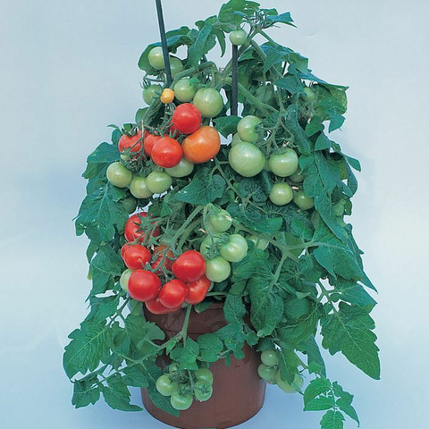 Tomaatti Totem