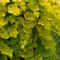 Suikeroalpi `Goldilocks´