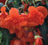 Beauty Orange