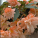 Beauty Peach