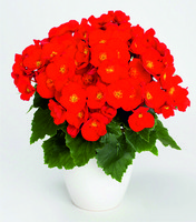 Begonia Belove 