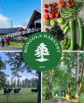 Hongola Harvest  20.9.2025 