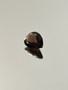 Smoky Quartz 3.6 ct, pear