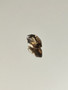 Smoky Quartz 1.9 ct, marquise