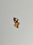Granaatti 0,6 ct cushion