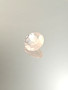 Ruusu Kvartsi 7,1 ct, pyöreä