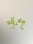 Peridootti erä ( 6 x 4 - 5 x 3 mm) ovaali