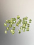 Peridootti erä ( 5 x 4 - 3 x 3 mm) pisara