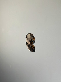 Savukvartsi 2 ct, ovaali