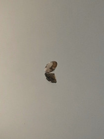  Smoky Quartz 0,23 ct, round