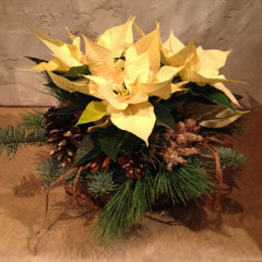 Joulutähti, istutusasetelma