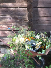 Hääkukka (tuote #304)