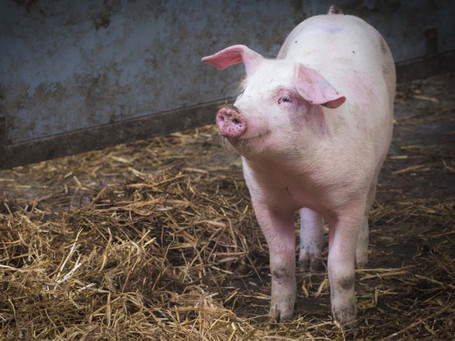 Paijan Tilan Pihattopossu